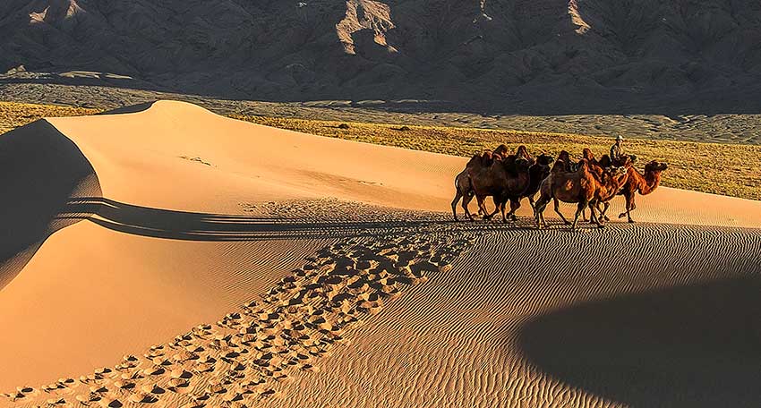 CHAMEAU GOBI